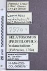 Etikette zu Pristilophus melancholicus melancholicus (Fabricius, 1798) (NHMW-ZOO-COL-0008379)